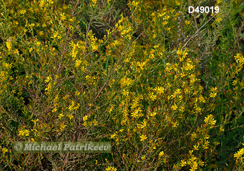 Dittrichia viscosa